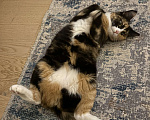 Кошки в Москве: Котенок Яшма Девочка, Бесплатно - фото 4