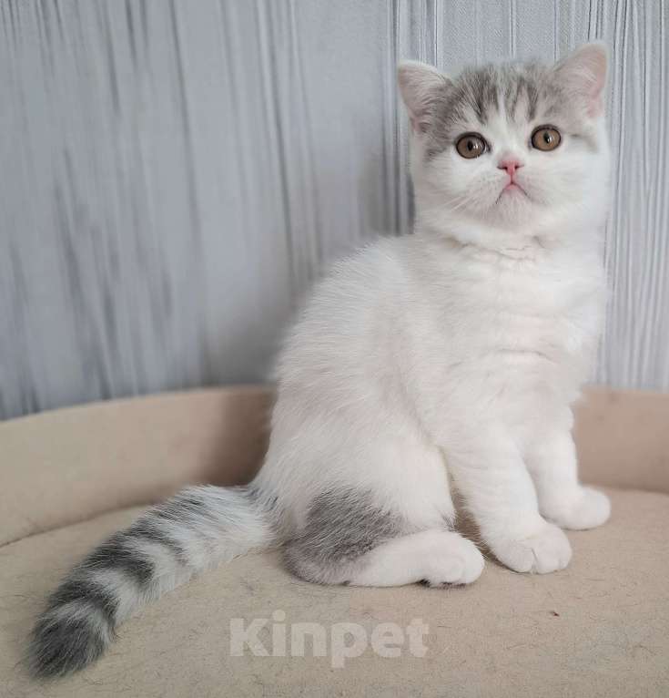 Кошки в Ярославле: Шотландская короткошерстная девочка Девочка, 30 000 руб. - фото 2