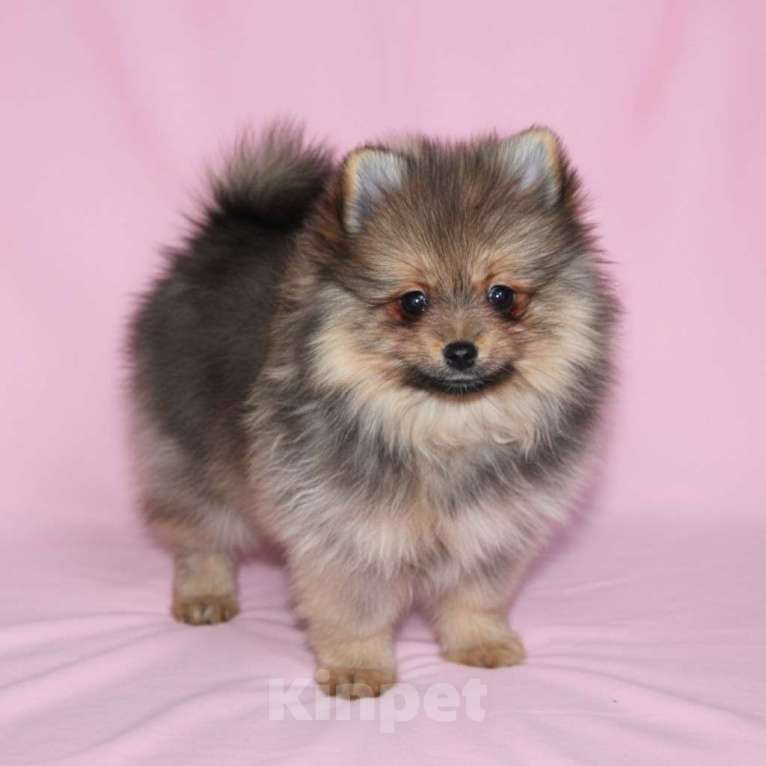 Собаки в Раменском: Девочка шпица Девочка, 40 000 руб. - фото 1