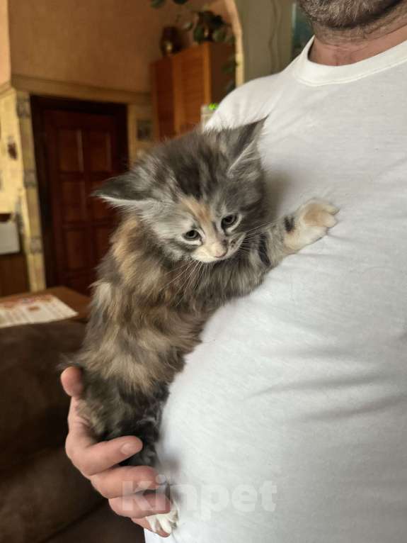 Кошки в Дзержинском: Черепаховое чудо Девочка, 11 000 руб. - фото 3