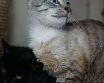 Кошки в Малоархангельске: Арамис ищет дом 1 год, 100 руб. - фото 3