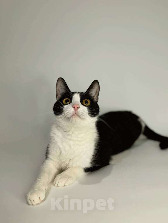 Кошки в Балашихе: Пиксель Мальчик, Бесплатно - фото 4