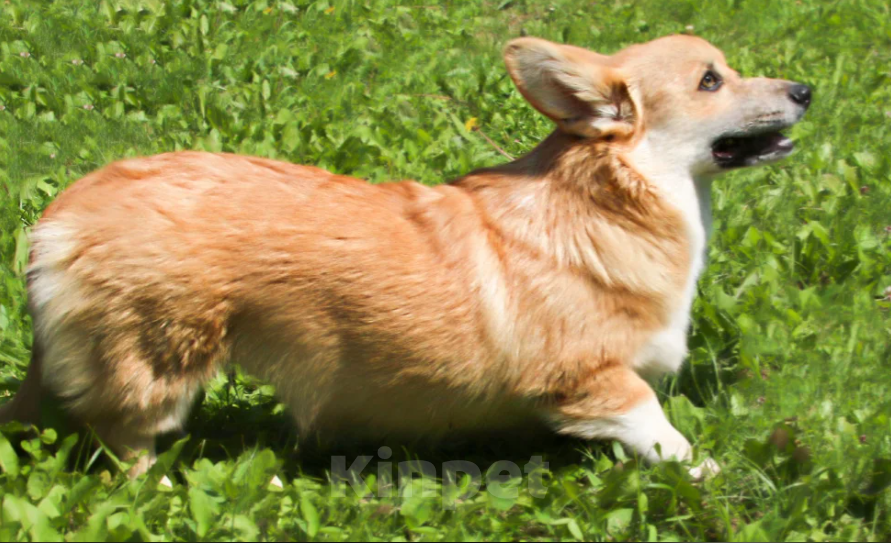 Собаки в Чапаевске: Девочка Элисия Спарк Девочка, 50 000 руб. - фото 5