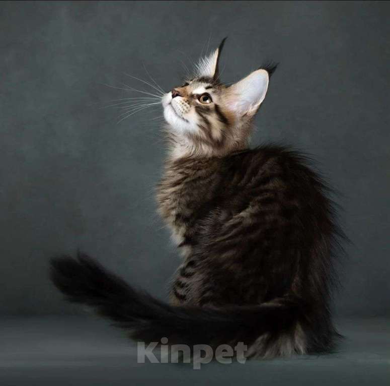 Кошки в Москве: котята мейн кун Девочка, Бесплатно - фото 1