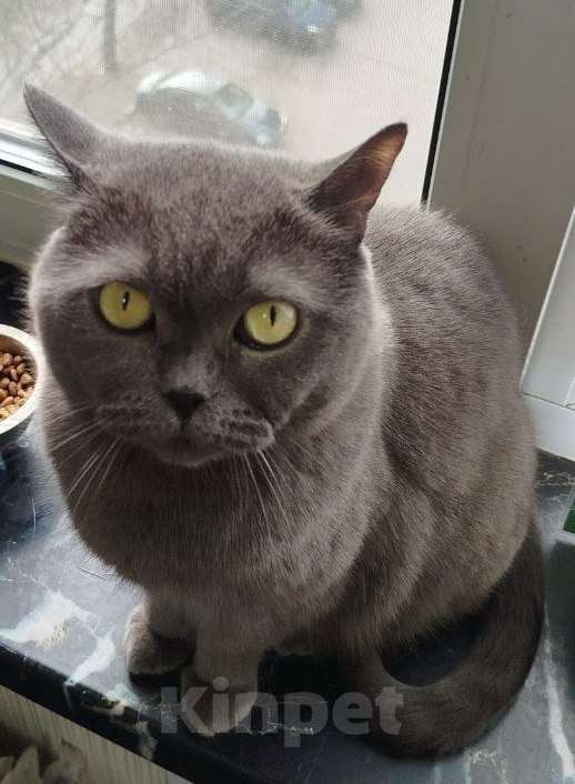 Кошки в Мытищах: Отдам в хорошие руки Котиков Мальчик, Бесплатно - фото 5