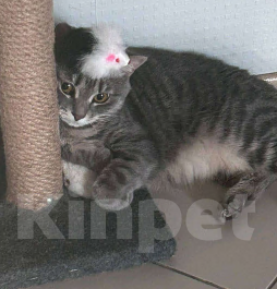 Кошки в Раменском: Пропала кошка обычна поло британка  Девочка, Бесплатно - фото 4