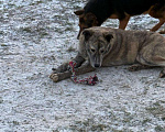 Собаки в других городах Владимирской области: Взрослая и красивая собака в добрые руки бесплатно  Девочка, Бесплатно - фото 3