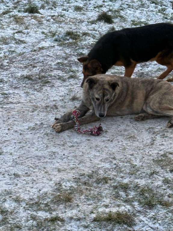Собаки в других городах Владимирской области: Взрослая и красивая собака в добрые руки бесплатно  Девочка, Бесплатно - фото 3