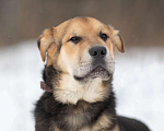 Собаки в Москве: Валли Мальчик, Бесплатно - фото 1