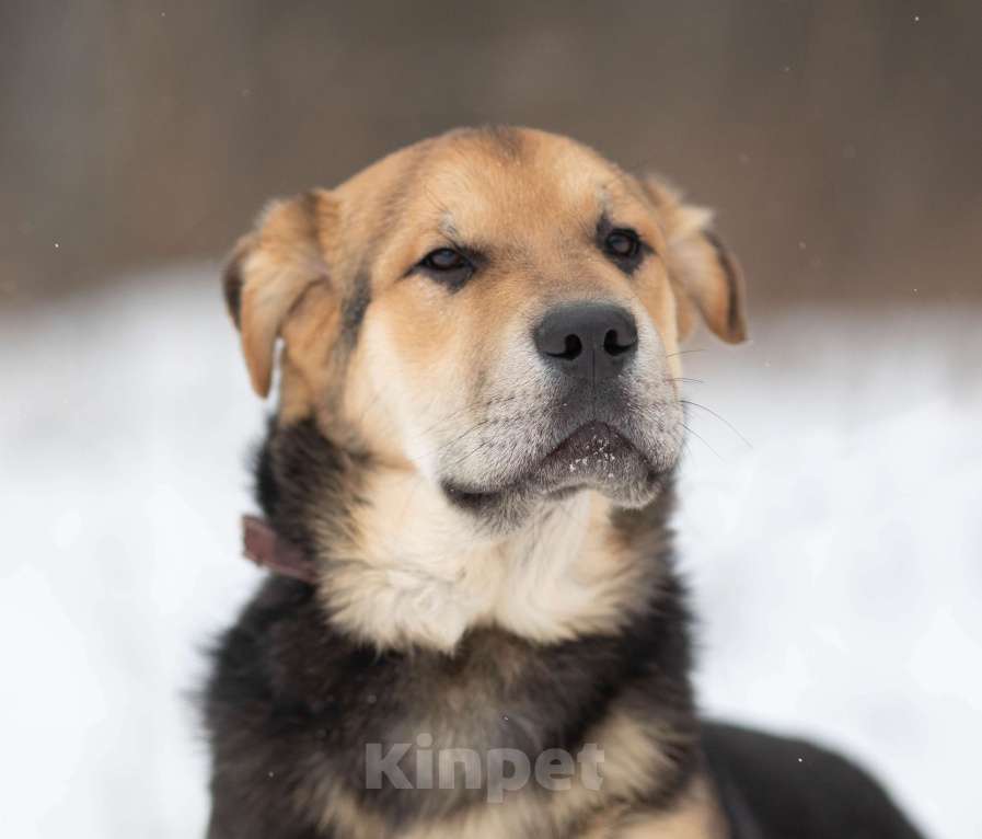Собаки в Москве: Валли Мальчик, Бесплатно - фото 1
