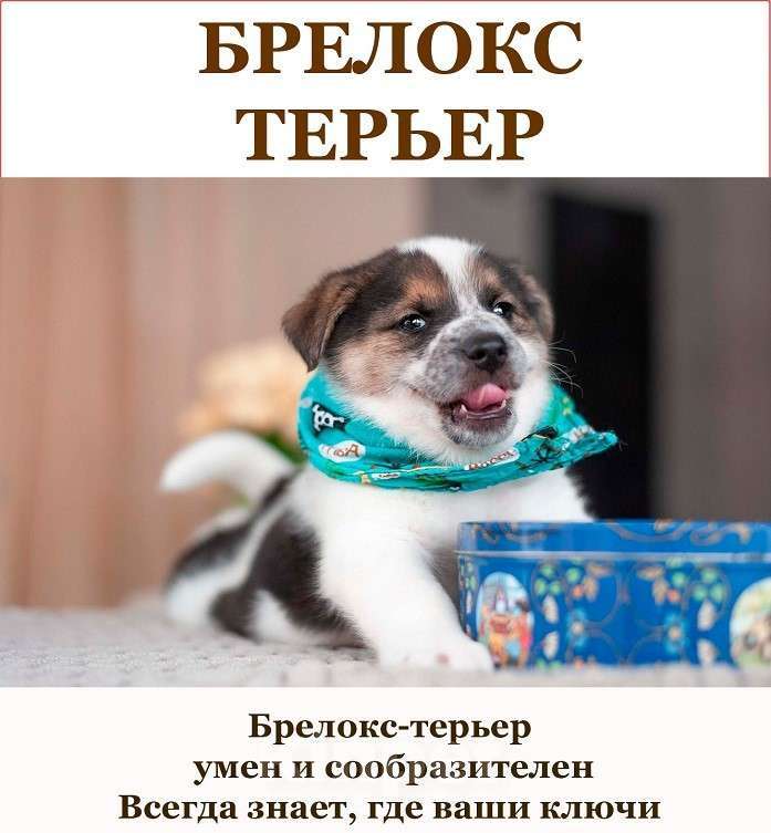 Собаки в Москве: Щенки эксклюзивных пород ищут хозяев! Мальчик, 10 руб. - фото 1