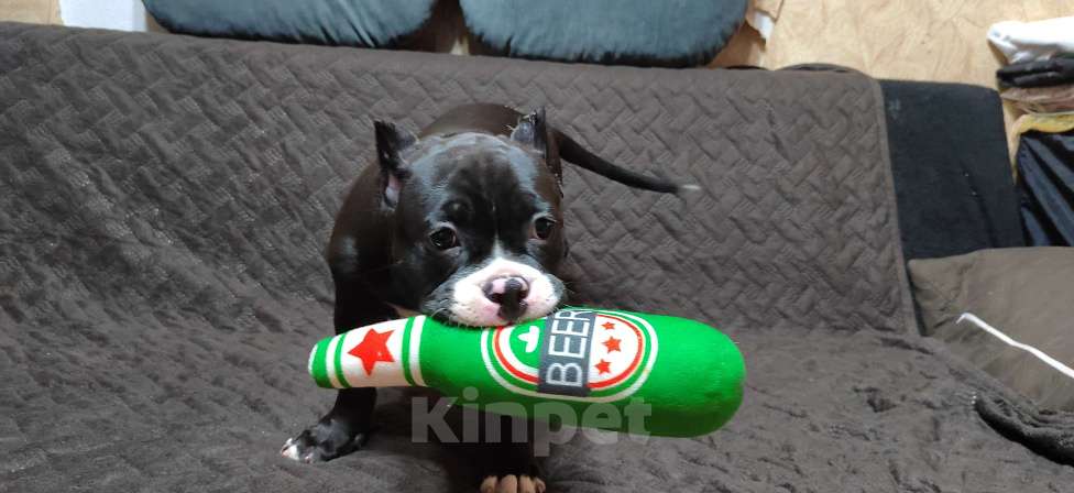 Собаки в Оренбурге: Американский булли щенки в типе покет Разнополые, Бесплатно - фото 6