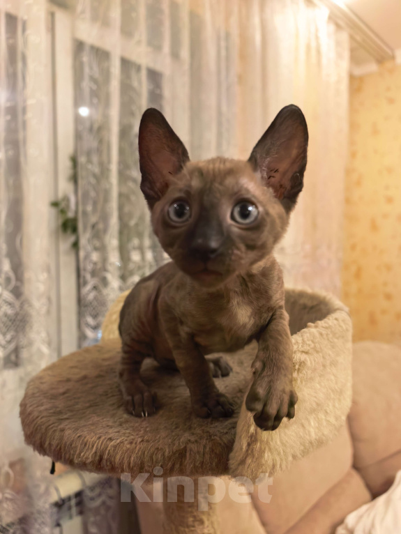 Кошки в других городах Тульской области: Жгучий шатен, разбивающий сердца Мальчик, 50 000 руб. - фото 5