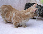 Кошки в Челябинске: котенок манчкин  Мальчик, 20 000 руб. - фото 2