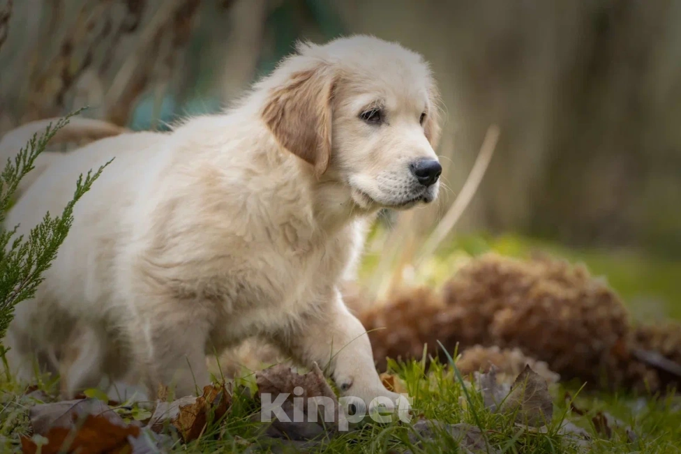 Собаки в Москве: Щенки Золотистого ретривера Мальчик, 120 000 руб. - фото 4