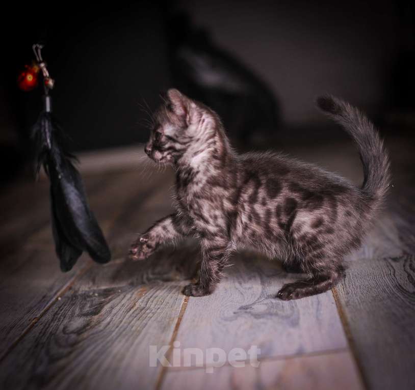 Кошки в Москве: Черный бенгал пантерка Девочка, 60 000 руб. - фото 6