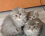 Кошки в Краснодаре: Британцы длинношерстные Разнополые, 11 111 руб. - фото 4