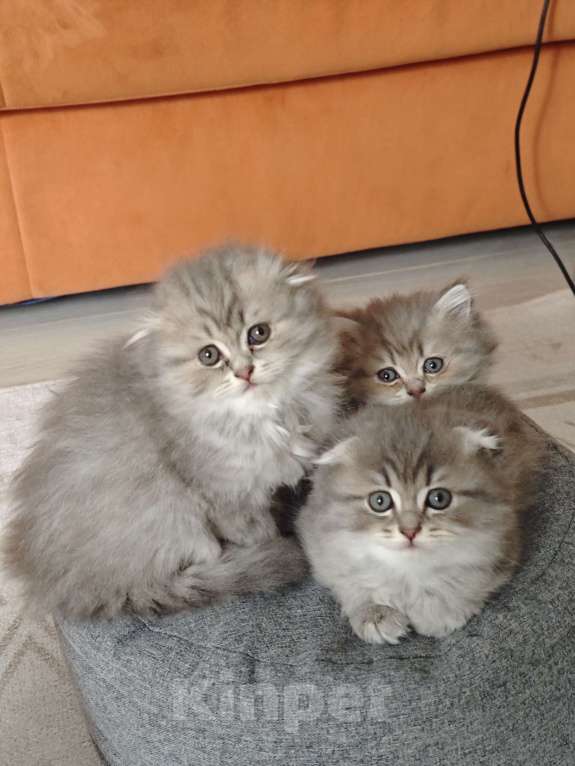 Кошки в Краснодаре: Британцы длинношерстные Разнополые, 11 111 руб. - фото 4