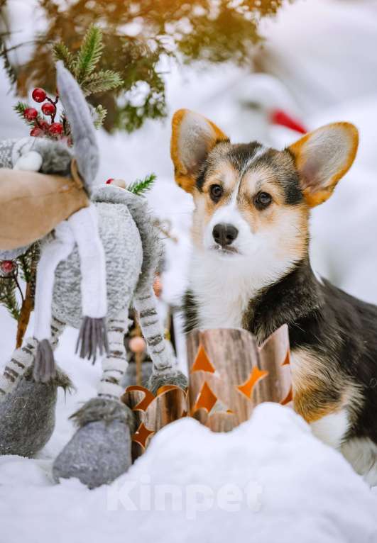 Собаки в Новосибирске: Вельш Корги Пемброк Динь-Динь Девочка, 65 000 руб. - фото 6