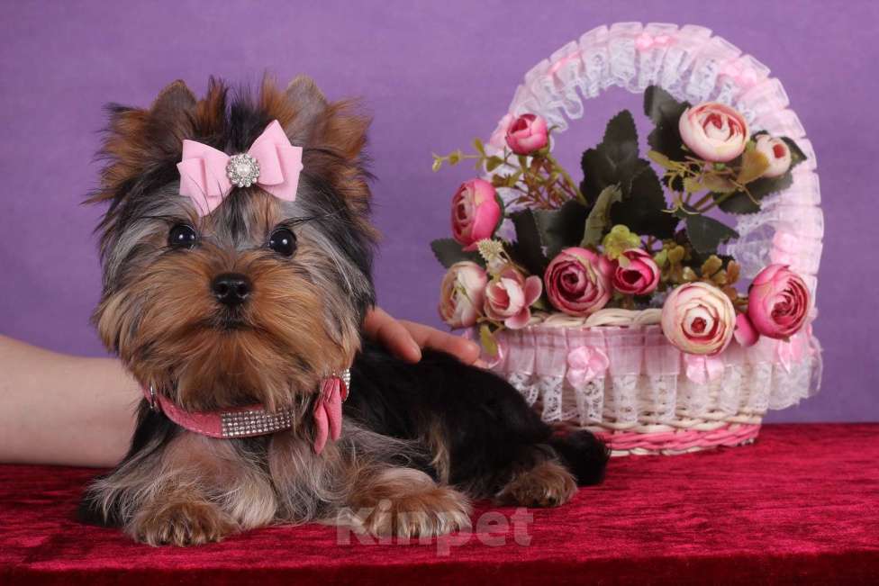 Собаки в Москве: Йоркширский терьер мини девочка Любава РКФ. Девочка, 65 000 руб. - фото 7
