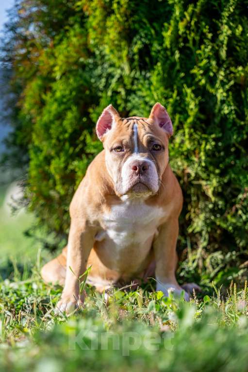 Собаки в Москве: щенята Девочка, 60 000 руб. - фото 3