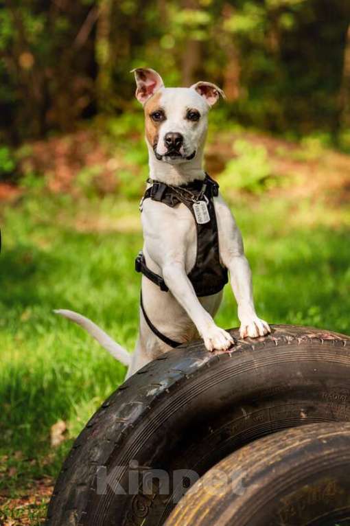 Собаки в Москве: Красивый пёс Дарий в добрые руки. Мальчик, Бесплатно - фото 9