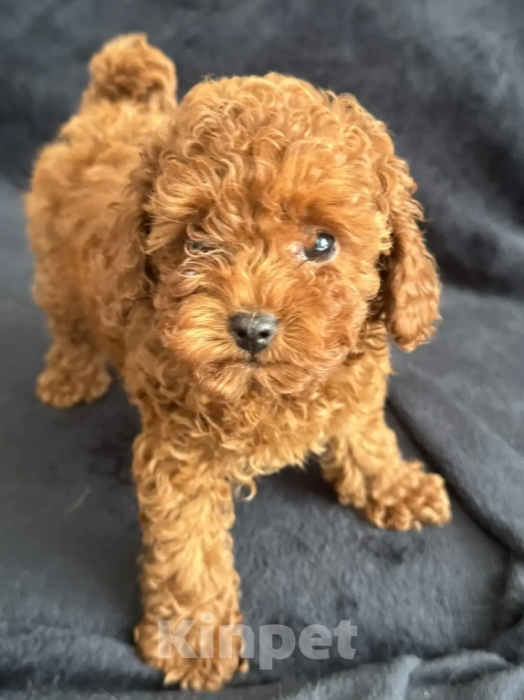 Собаки в Москве: Той -пудель мальчики , девочки Мальчик, Бесплатно - фото 7