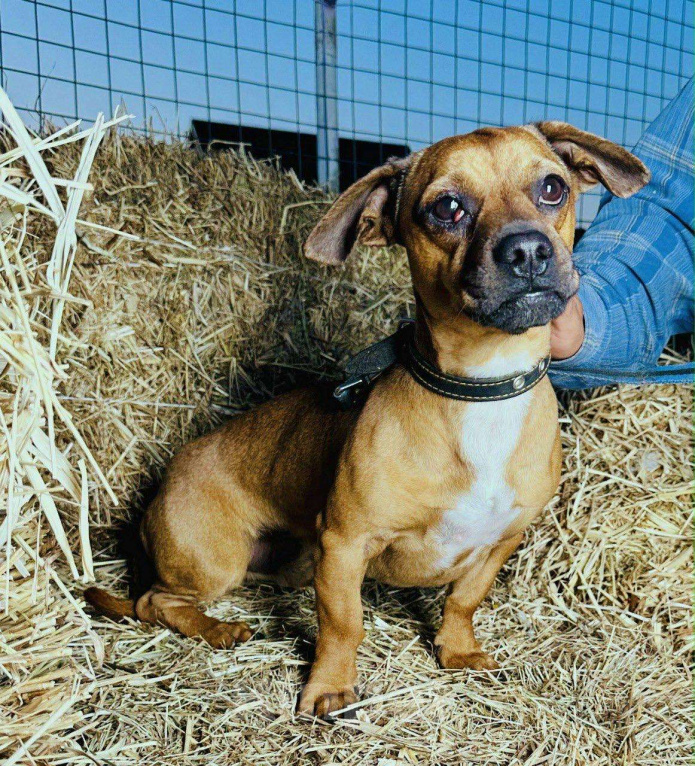 Собаки в Москве: Пес Тобби ищет дом! Мальчик, Бесплатно - фото 2