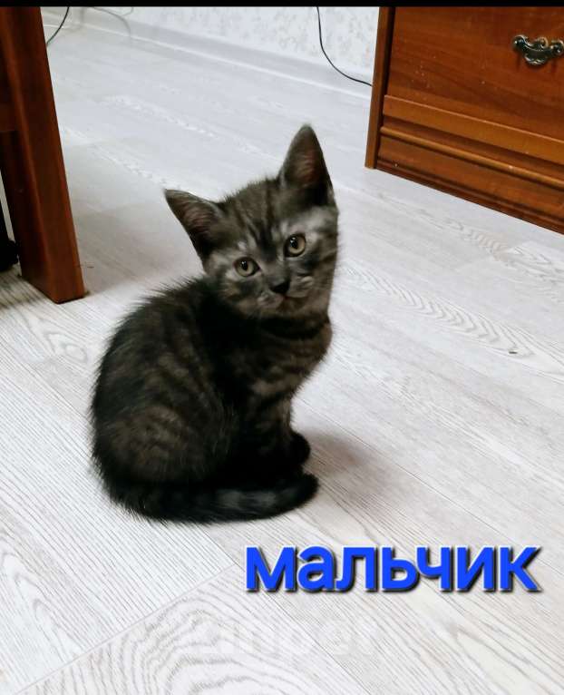 Кошки в Тольятти: Котенок скотишш страйт Мальчик, Бесплатно - фото 3