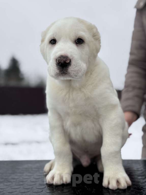 Собаки в Санкт-Петербурге: ЖАКУТ  Мальчик, 65 000 руб. - фото 5