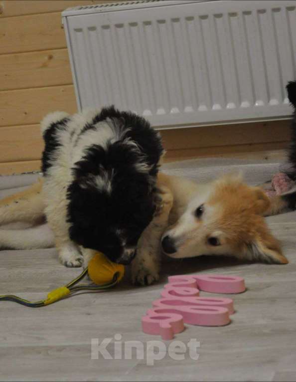 Собаки в Лосином-Петровском: Сандра,якутенок ппбж Девочка, Бесплатно - фото 3