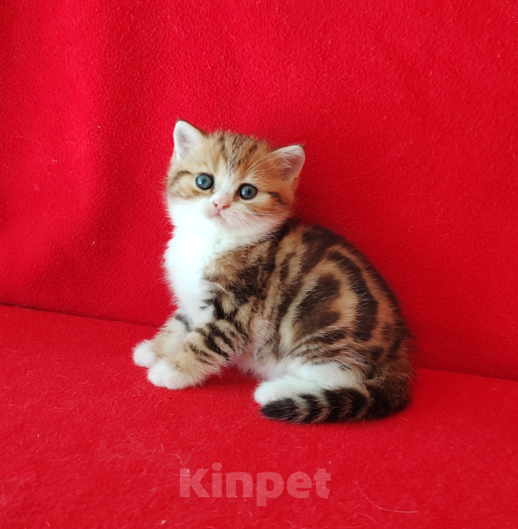Кошки в Москве: Котик золотой мраморный биколор Мальчик, Бесплатно - фото 2