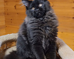 Кошки в Казани: Котик мейн кун Мальчик, 55 000 руб. - фото 3