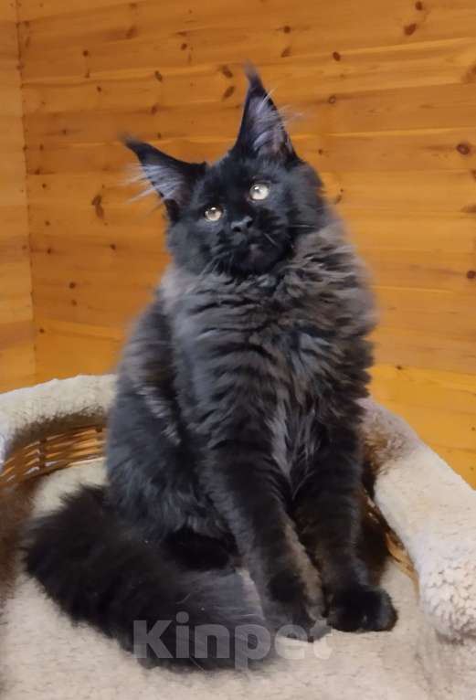 Кошки в Казани: Котик мейн кун Мальчик, 55 000 руб. - фото 3