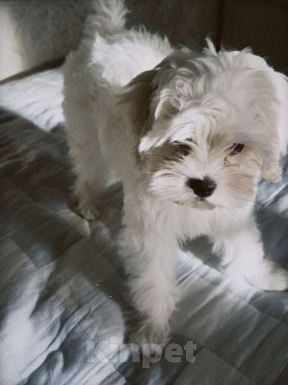 Собаки в Москве: Мальтипу Девочка, 50 000 руб. - фото 1