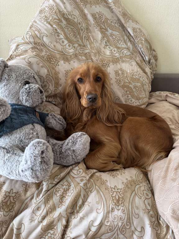 Собаки в Екатеринбурге: Английский кокер-спаниель Мальчик, 40 000 руб. - фото 5