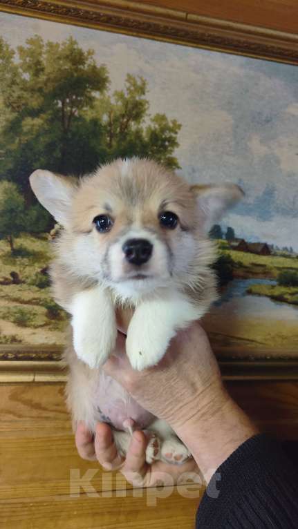 Собаки в Москве: Мальчик красавчик коржик Мальчик, 75 000 руб. - фото 2
