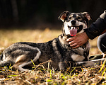 Собаки в Клине: Кайя — собака, полная радости Девочка, Бесплатно - фото 2