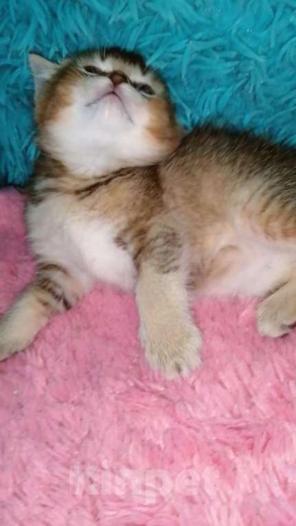 Кошки в Москве: Шотландские котята шиншилла  Девочка, 20 000 руб. - фото 4