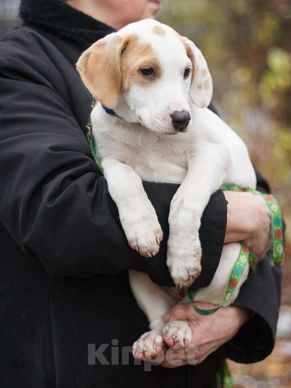 Собаки в Москве: Щенок метис пойнтера в дар Девочка, Бесплатно - фото 4