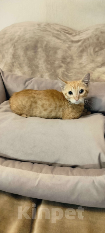 Кошки в Мурином: Рыжий мальчик в добрые руки Мальчик, Бесплатно - фото 3