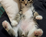 Кошки в Ижевске: котенок в добрые руки Девочка, Бесплатно - фото 2