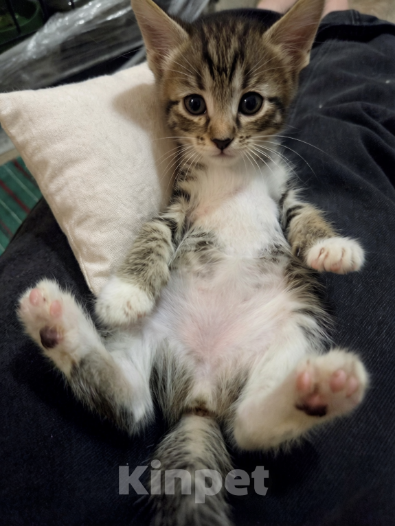 Кошки в Ижевске: котенок в добрые руки Девочка, Бесплатно - фото 2