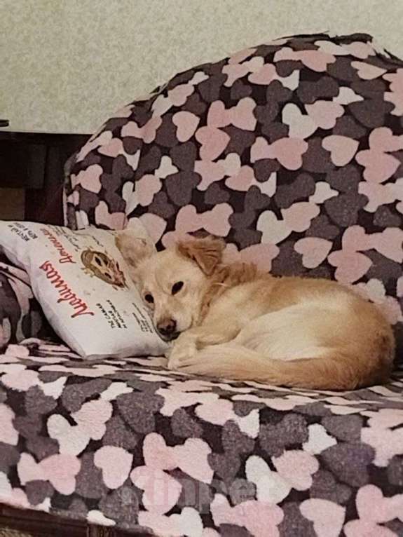 Собаки в Малоархангельске: Отдам в добрые руки Мальчик, Бесплатно - фото 3