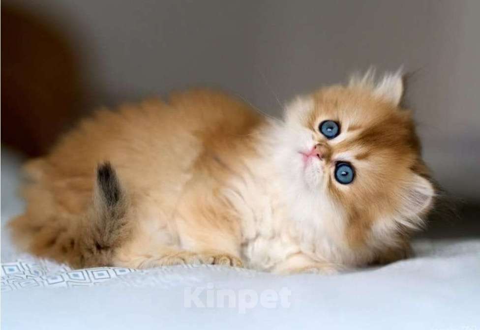 Кошки в Москве: Британский котенок Девочка, 35 000 руб. - фото 1