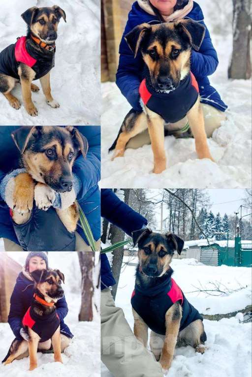 Собаки в Москве: Щенки от немецкой овчарки Мальчик, Бесплатно - фото 3