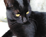 Кошки в Краснодаре: Грациозная,  ласковая, черная красавица ищет дом  Девочка, 1 руб. - фото 1
