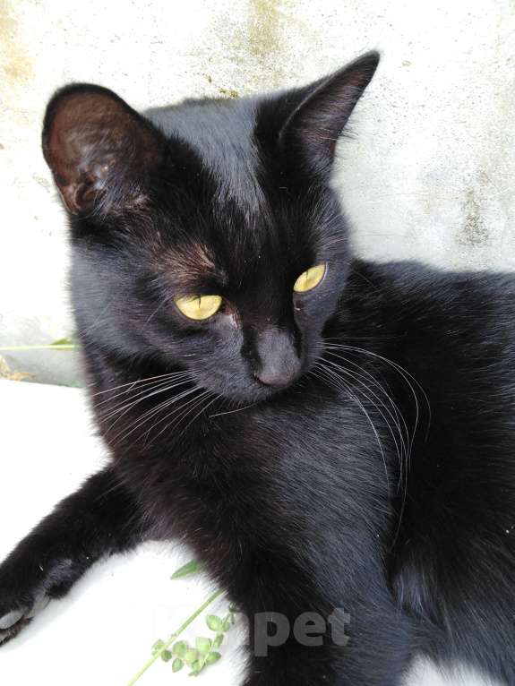 Кошки в Краснодаре: Грациозная,  ласковая, черная красавица ищет дом  Девочка, 1 руб. - фото 1