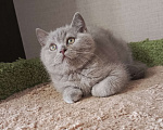 Кошки в Санкт-Петербурге: Британский лиловый котёнок Девочка, 20 000 руб. - фото 5