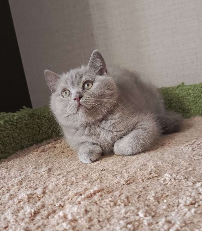 Кошки в Санкт-Петербурге: Британский лиловый котёнок Девочка, 20 000 руб. - фото 5